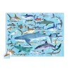 Puzzle 36 animaux - 100 pièces - Requins - 5a+