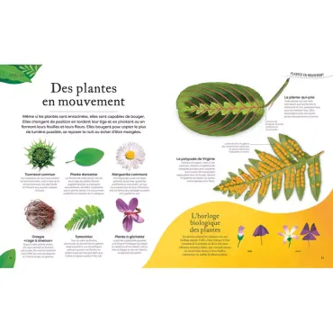 L'Anthologie insolite des plantes