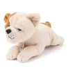 Bertha le Bulldog Américain en boîte cadeau - 20 cm